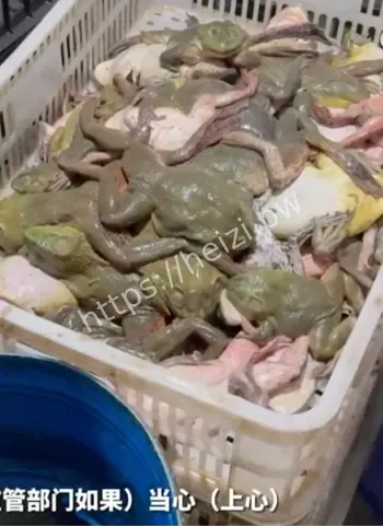 牛蛙抗生素超标暗访调查